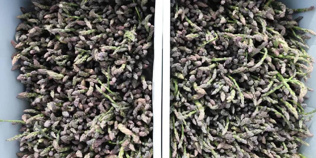 Dönümden 10 ton ürün alınıyor: Yoğun talepli ürün 3 ay boyunca hasat ediliyor 1